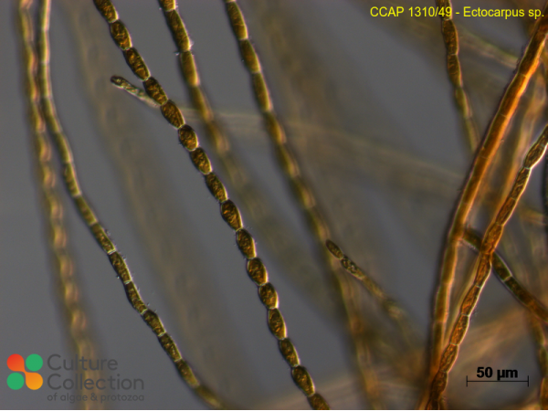 Ectocarpus sp.