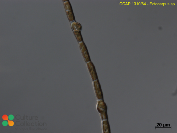 Ectocarpus sp.