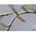 Ectocarpus sp.