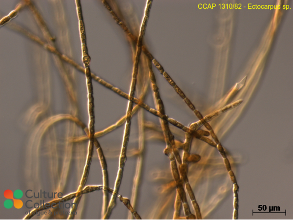 Ectocarpus sp.