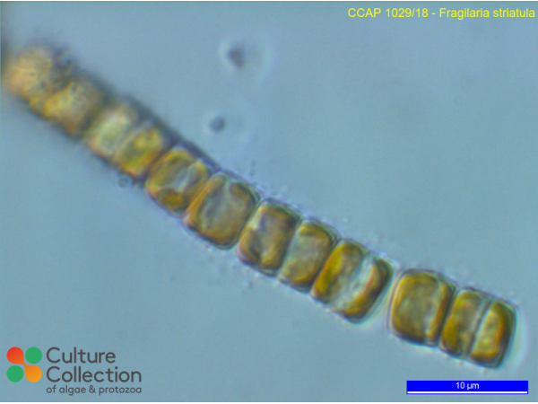 Grammonema striatulum