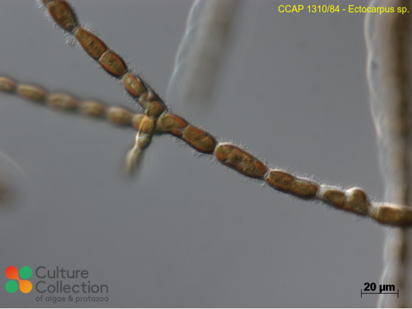 Ectocarpus sp.