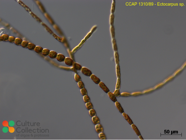 Ectocarpus sp.