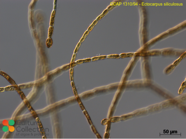 Ectocarpus siliculosus
