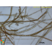 Arthrocladia villosa