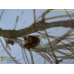 Arthrocladia villosa