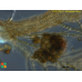 Arthrocladia villosa