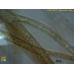 Arthrocladia villosa