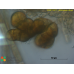 Arthrocladia villosa