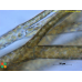 Arthrocladia villosa