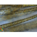 Arthrocladia villosa
