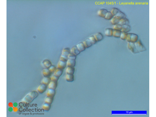 Leyanella arenaria