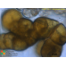 Arthrocladia villosa