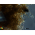 Elachista antarctica