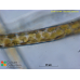 Hincksia granulosa