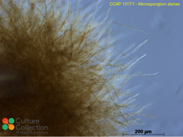 Microspongium alariae