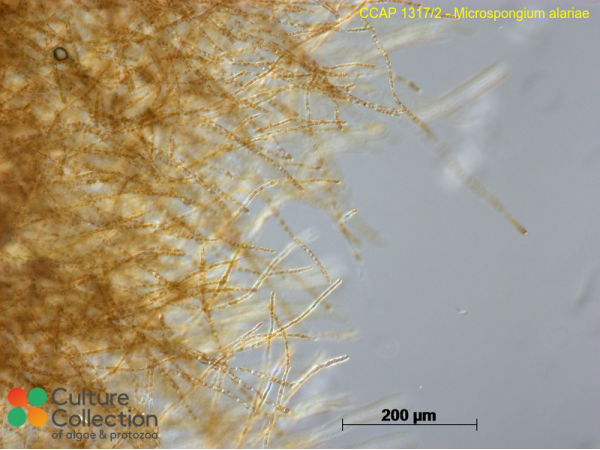 Microspongium alariae