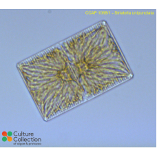 Striatella unipunctata