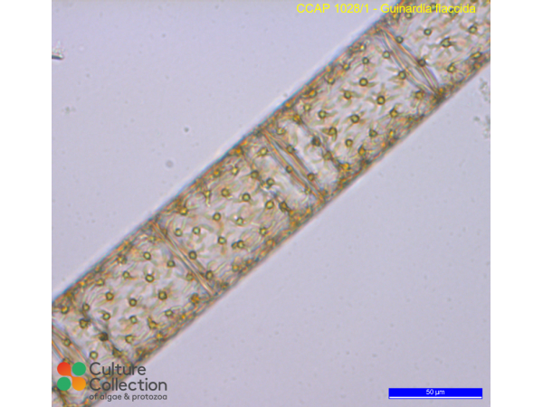 Guinardia flaccida