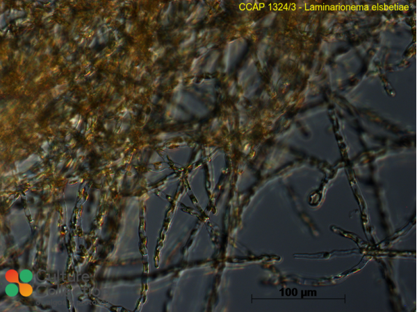 Laminarionema elsbetiae
