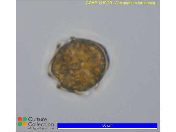 Alexandrium tamarense