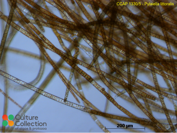 Pylaiella littoralis