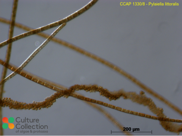 Pylaiella littoralis
