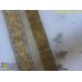 Pylaiella littoralis