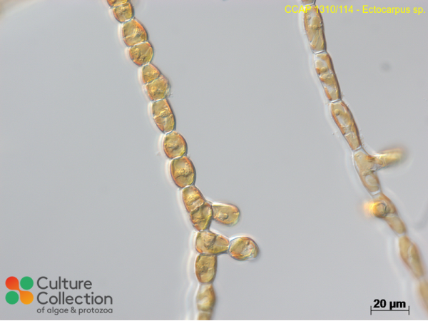 Ectocarpus sp.