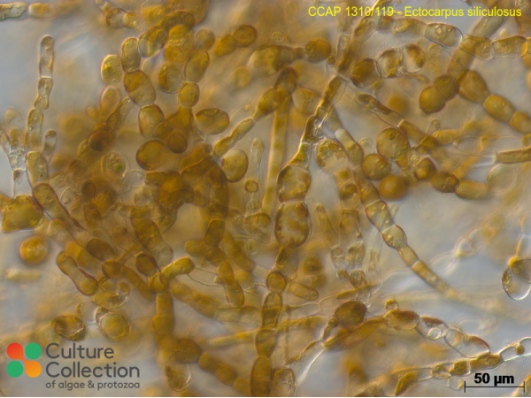 Ectocarpus siliculosus Ectocarpus siliculosus