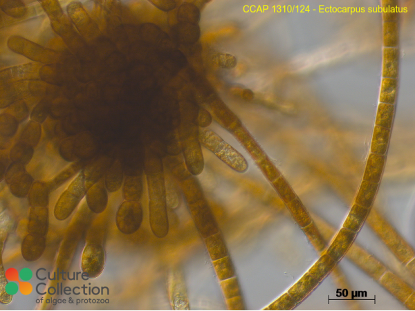 Ectocarpus siliculosus var. dasycarpus