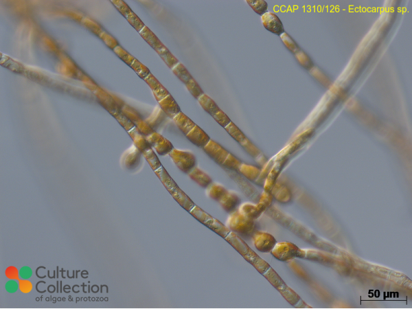 Ectocarpus sp.