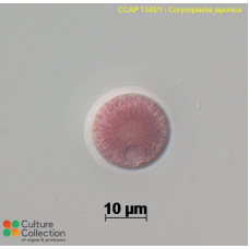 Corynoplastis japonica