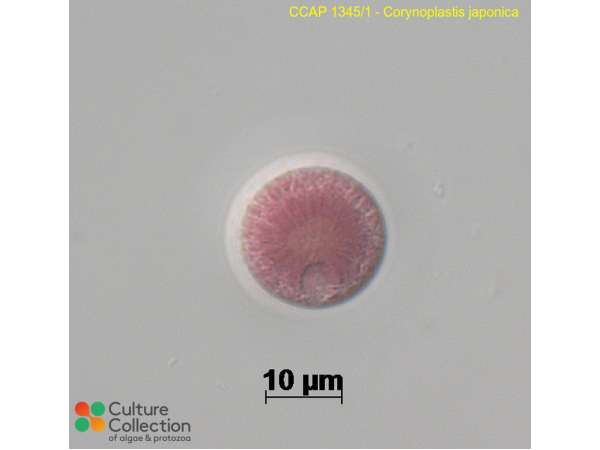 Corynoplastis japonica