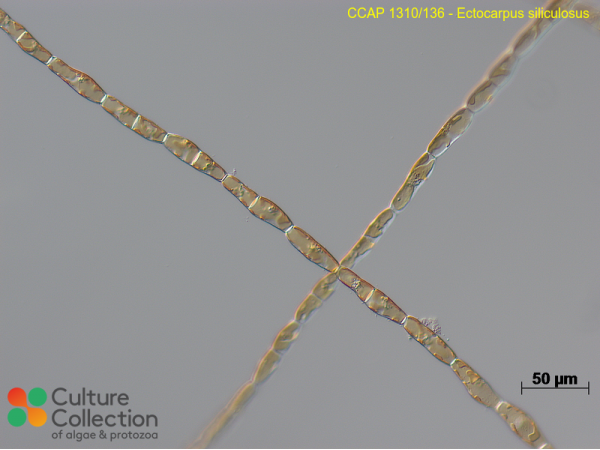 Ectocarpus siliculosus