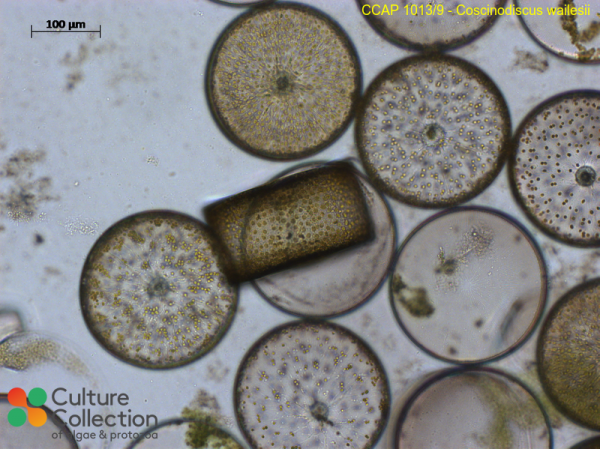 Coscinodiscus wailesii