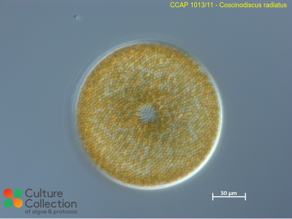 Coscinodiscus radiatus