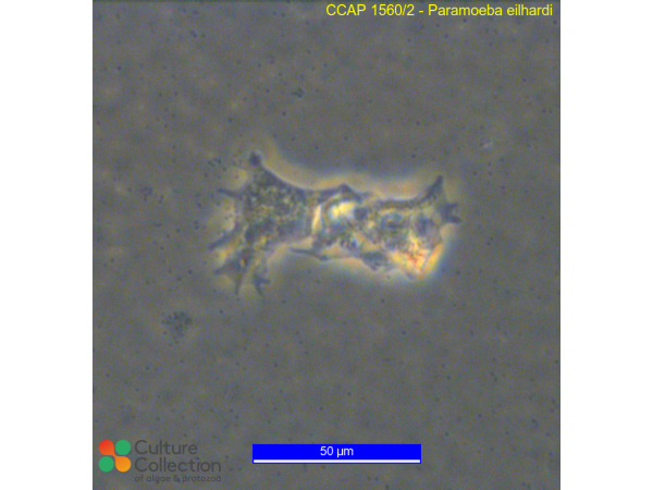 Paramoeba eilhardi