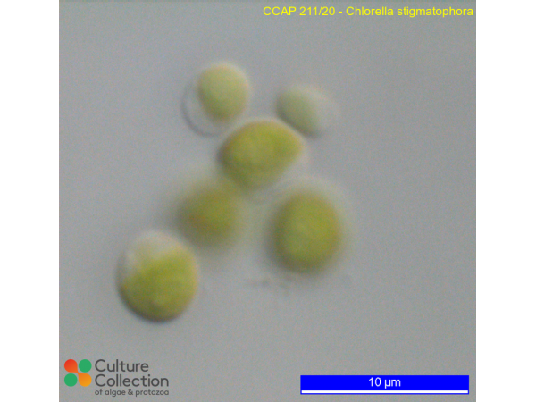 Chlorella stigmatophora