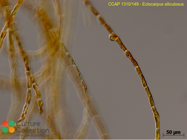 Ectocarpus siliculosus