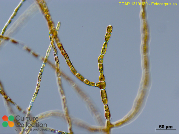 Ectocarpus sp. Ectocarpus sp.