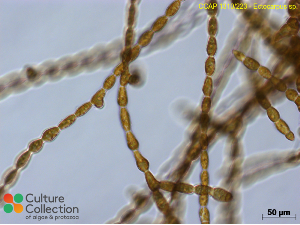 Ectocarpus sp. Ectocarpus sp.