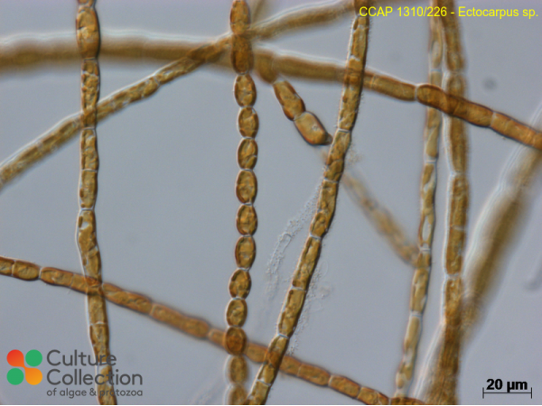 Ectocarpus sp.
