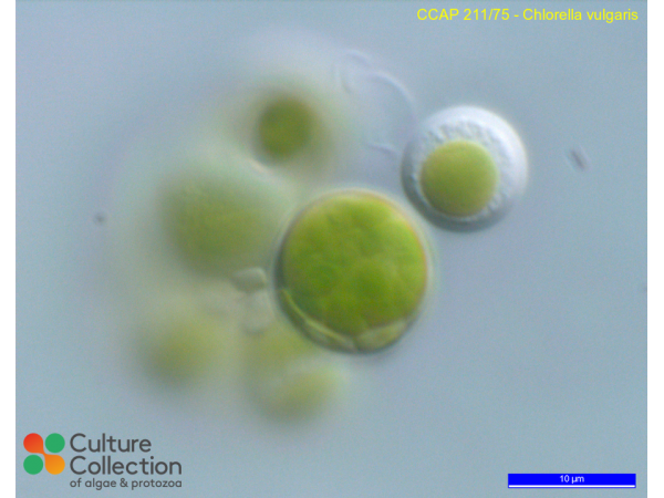 Chlorella vulgaris