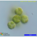 Chlorella vulgaris