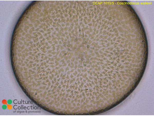 Coscinodiscus wailesii