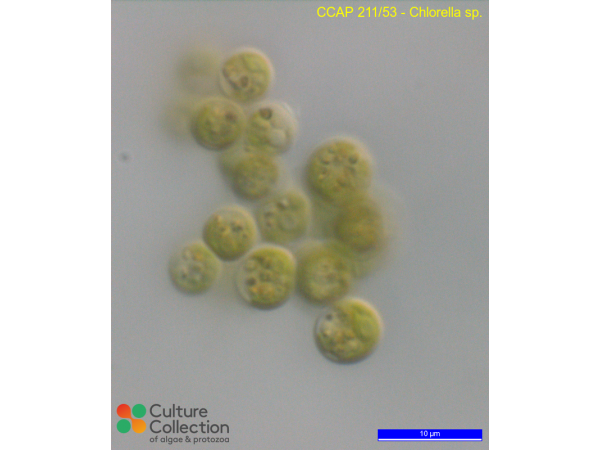 Chlorella sp.