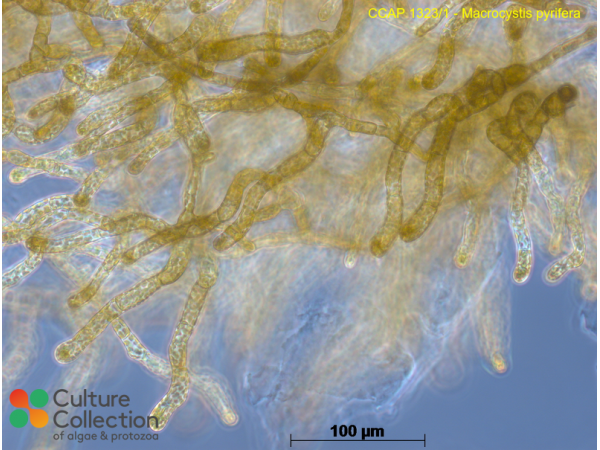 Macrocystis pyrifera