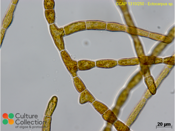 Ectocarpus sp. Ectocarpus sp.