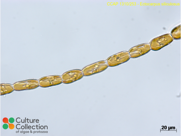 Ectocarpus siliculosus